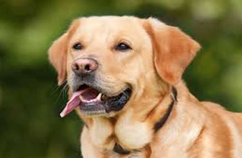 Chhattisgarh News: 15 मिनट में डॉग रोजी ने सुलझाई हत्या की गुत्थी