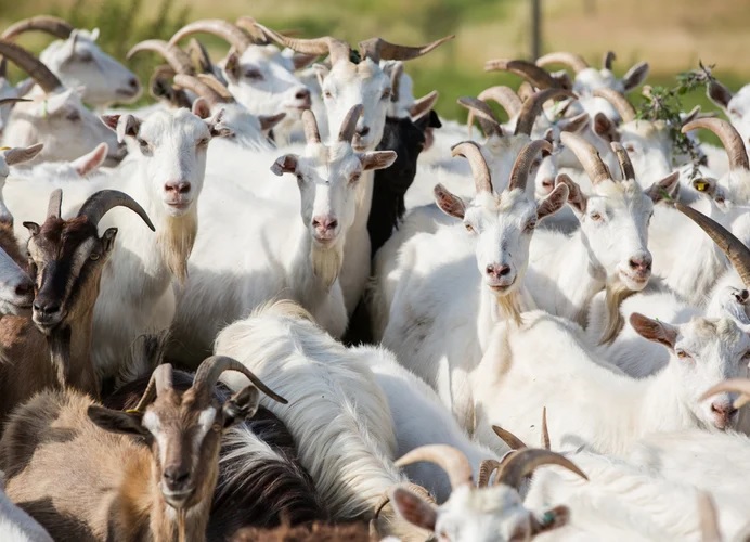 बकरों के कारण थानेदार सस्पेंड