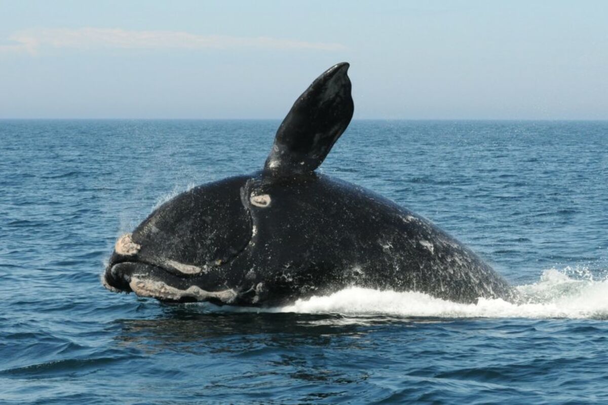 डेविल’ व्हेल, खत्म होने की कगार पर