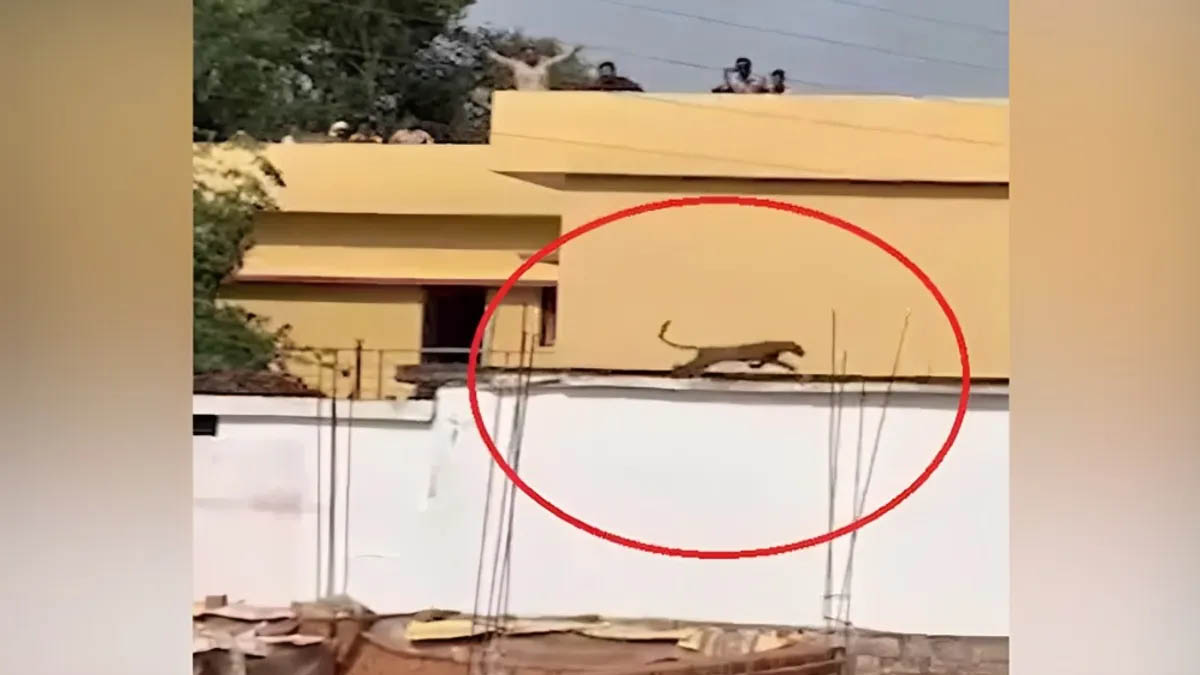 छत्तीसगढ़: घर की बाड़ी में पहुंचा तेंदुआ