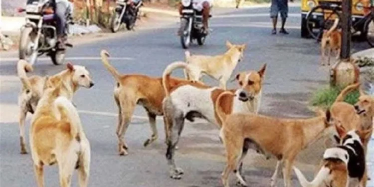 कुत्तों के समर्थन में उतरी कांग्रेस