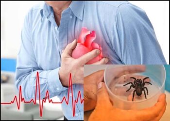 शोधकर्ताओं ने दिल के दौरे के लिए मकड़ी के जहर से बनी दवा का परीक्षण किया शुरू