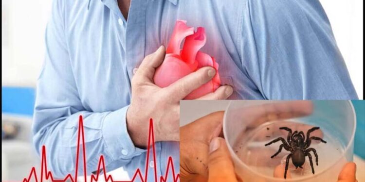 शोधकर्ताओं ने दिल के दौरे के लिए मकड़ी के जहर से बनी दवा का परीक्षण किया शुरू