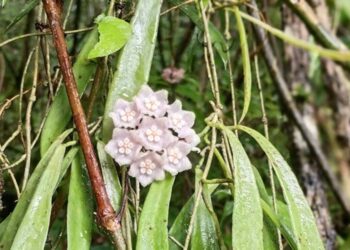 नागालैंड के जंगलों में मिली नई दुर्लभ वनस्पति, ‘होया नागोंसिस’ नाम दिया गया