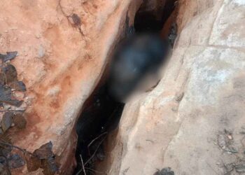 Raigarh Elephant Death