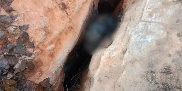 Raigarh Elephant Death