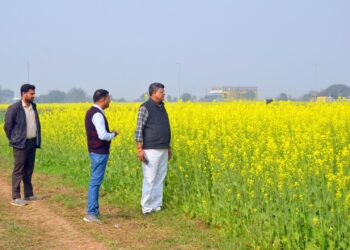 धान-परती भूमि में सरसों की खेती से किसानों की अच्छी आय संभव