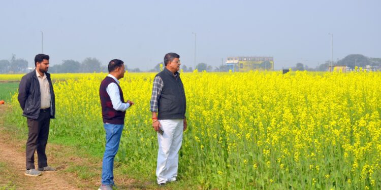 धान-परती भूमि में सरसों की खेती से किसानों की अच्छी आय संभव