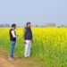 धान-परती भूमि में सरसों की खेती से किसानों की अच्छी आय संभव