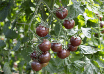 काला टमाटर उगाएं, भर जाएगी झोली: सामान्य से 3-4 गुना ज्यादा दाम, एग्री-बिजनेस में कमाई का नया मौका