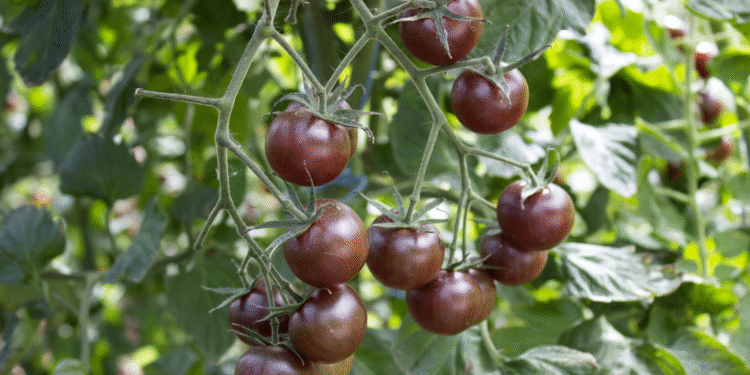 काला टमाटर उगाएं, भर जाएगी झोली: सामान्य से 3-4 गुना ज्यादा दाम, एग्री-बिजनेस में कमाई का नया मौका