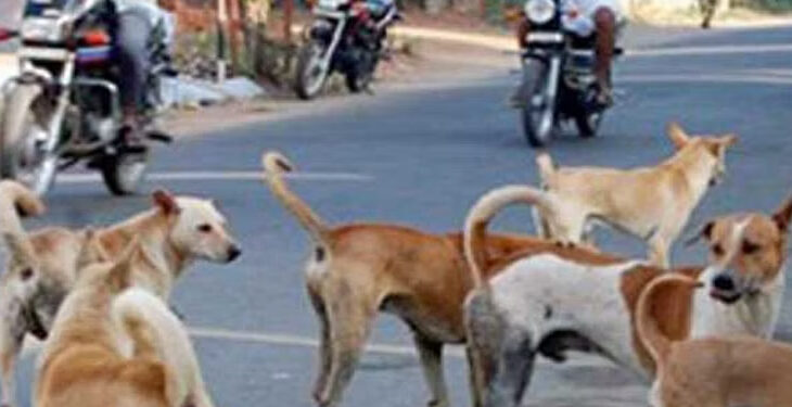अगरतला में आवारा कुत्तों के गायब होने से हड़कंप, स्टरलाइज़ेशन के नाम पर बड़े फर्जीवाड़े का खुलासा