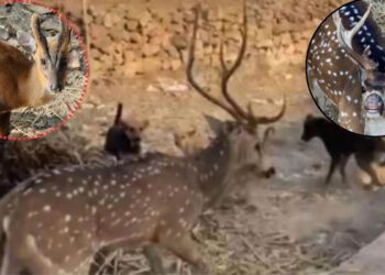 अंबिकापुर में हिरणों की मौत के बाद छत्तीसगढ़ वन विभाग का बड़ा कदम, आवारा और पालतू कुत्तों पर होगी निगरानी