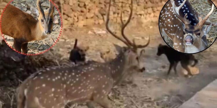 अंबिकापुर में हिरणों की मौत के बाद छत्तीसगढ़ वन विभाग का बड़ा कदम, आवारा और पालतू कुत्तों पर होगी निगरानी