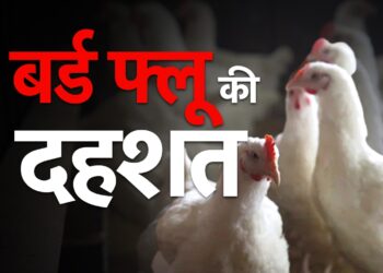 बिलासपुर में बर्ड फ्लू का खतरा, 22 हजार से ज्यादा पक्षियों को नष्ट, रायगढ़ में अलर्ट