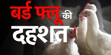 बिलासपुर में बर्ड फ्लू का खतरा, 22 हजार से ज्यादा पक्षियों को नष्ट, रायगढ़ में अलर्ट