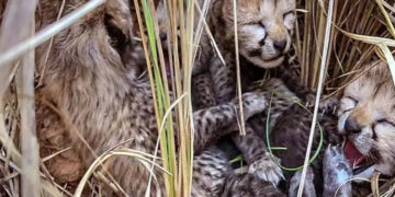 बधाई! 5 और चीते जन्मे, भारत में पहली बार कुल संख्या 50 पार, आधे से ज्यादा ‘देसी’