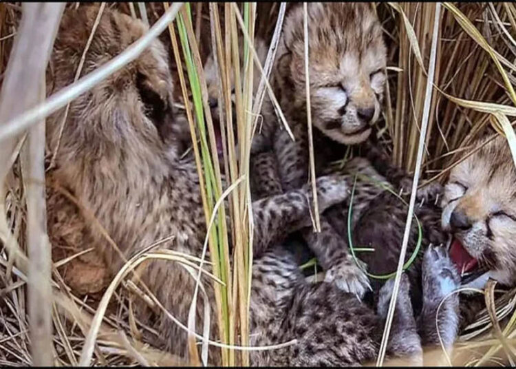 बधाई! 5 और चीते जन्मे, भारत में पहली बार कुल संख्या 50 पार, आधे से ज्यादा ‘देसी’