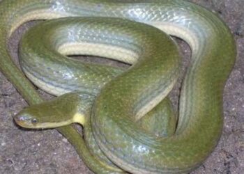 सामने बैठे सांप को भी देखना मुश्किल! भारत में पहली बार मिले दो कीलबैक स्नेक, जानिए क्या है खासियत