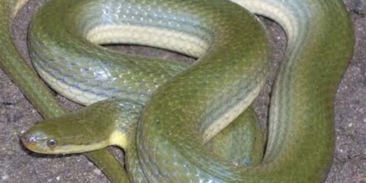 सामने बैठे सांप को भी देखना मुश्किल! भारत में पहली बार मिले दो कीलबैक स्नेक, जानिए क्या है खासियत