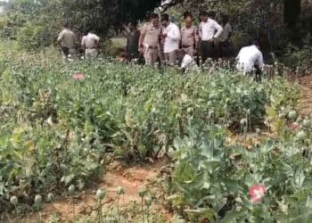रायगढ़ में अफीम की खेती का खुलासा, पुलिस ने आरोपी गिरफ्तार किया