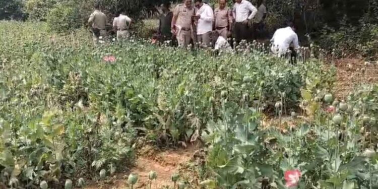 रायगढ़ में अफीम की खेती का खुलासा, पुलिस ने आरोपी गिरफ्तार किया