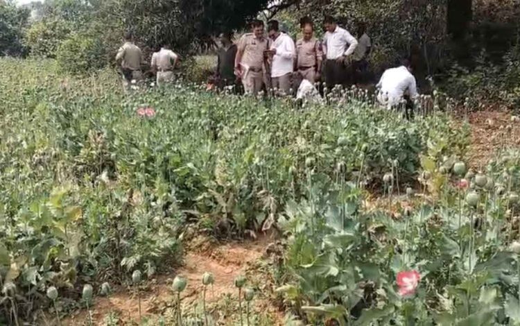 रायगढ़ में अफीम की खेती का खुलासा, पुलिस ने आरोपी गिरफ्तार किया
