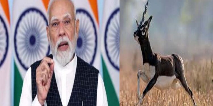 बिजली की रफ्तार से भागता है ‘ब्लैकबक’; PM मोदी के जिक्र के बाद चर्चा में, CM साय ने कही बड़ी बात