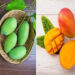 Ripe Mango vs Raw Mango: कच्चा या पका आम, सेहत के लिए कौन सा है ज्यादा फायदेमंद?