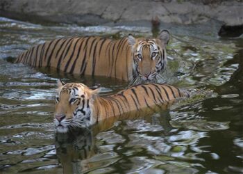 आग उगलती गर्मी से बाघ भी बेहाल, हीट स्ट्रोक से बचाने के लिए दी जा रही “आइसक्रीम”