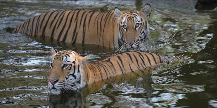 आग उगलती गर्मी से बाघ भी बेहाल, हीट स्ट्रोक से बचाने के लिए दी जा रही “आइसक्रीम”