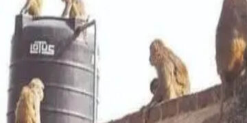 सक्ती जिले में बंदरों का आतंक, 20 लोगों को काटकर किया घायल, 5 की हालत गंभीर