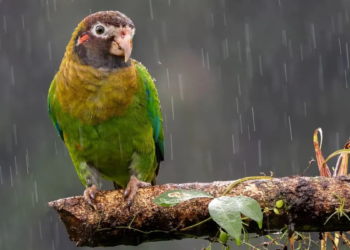 तोते खा गए किसान के अनार, अब सरकार भरेगी मोटा मुआवजा; कोर्ट में 10 साल चला मुकदमा