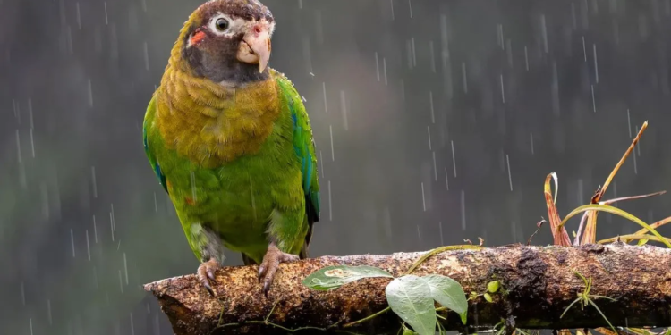 तोते खा गए किसान के अनार, अब सरकार भरेगी मोटा मुआवजा; कोर्ट में 10 साल चला मुकदमा