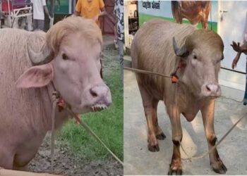700 किलो का ‘डोनाल्ड ट्रंप’ भैंसा बना आकर्षण का केंद्र, सेल्फी लेने वालों की लगी भीड़