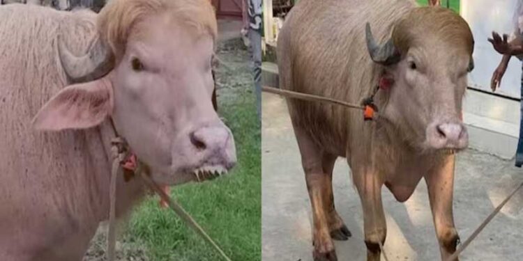 700 किलो का ‘डोनाल्ड ट्रंप’ भैंसा बना आकर्षण का केंद्र, सेल्फी लेने वालों की लगी भीड़
