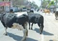 सड़क पर मवेशी छोड़ना पड़ेगा महंगा, अब होगी स्थायी जब्ती