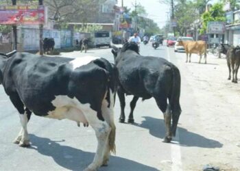 सड़क पर मवेशी छोड़ना पड़ेगा महंगा, अब होगी स्थायी जब्ती