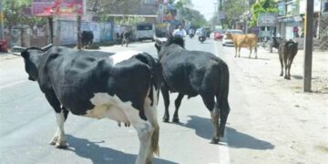सड़क पर मवेशी छोड़ना पड़ेगा महंगा, अब होगी स्थायी जब्ती
