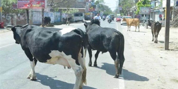 सड़क पर मवेशी छोड़ना पड़ेगा महंगा, अब होगी स्थायी जब्ती