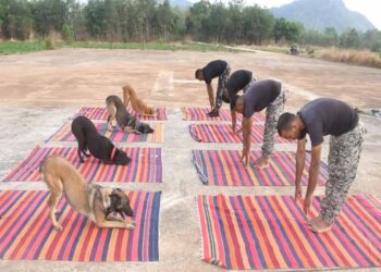 अंतरराष्ट्रीय योग दिवस पर डॉग स्क्वॉड ने जवानों के साथ किया योगाभ्यास