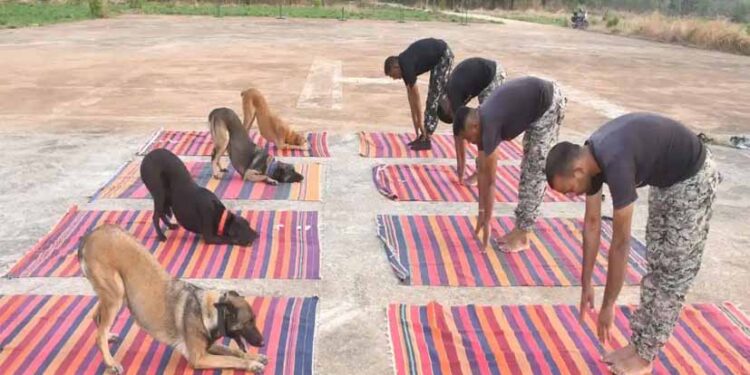 अंतरराष्ट्रीय योग दिवस पर डॉग स्क्वॉड ने जवानों के साथ किया योगाभ्यास