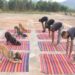 अंतरराष्ट्रीय योग दिवस पर डॉग स्क्वॉड ने जवानों के साथ किया योगाभ्यास