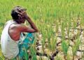 मानसून ब्रेक से खेती पर संकट, 230 तहसीलों में सामान्य से कम बारिश