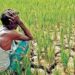 मानसून ब्रेक से खेती पर संकट, 230 तहसीलों में सामान्य से कम बारिश