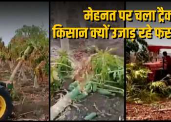 CG Farmer Crisis: फसल तैयार, खरीदार गायब: नुकसान में बदल गई मेहनत, छत्तीसगढ़ के किसान क्यों उखाड़ रहे अपनी ही फसल?