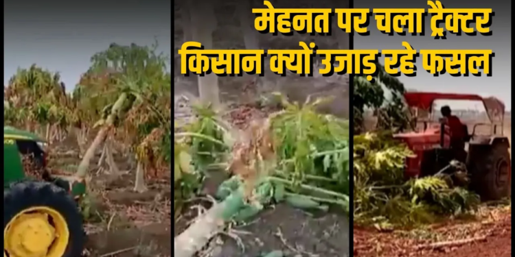 CG Farmer Crisis: फसल तैयार, खरीदार गायब: नुकसान में बदल गई मेहनत, छत्तीसगढ़ के किसान क्यों उखाड़ रहे अपनी ही फसल?