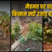 CG Farmer Crisis: फसल तैयार, खरीदार गायब: नुकसान में बदल गई मेहनत, छत्तीसगढ़ के किसान क्यों उखाड़ रहे अपनी ही फसल?