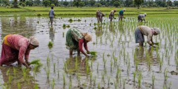 छत्तीसगढ़ में 69% खरीफ बोनी पूरी, किसानों को 9.22 लाख मीट्रिक टन खाद और 4.12 लाख क्विंटल बीज वितरित