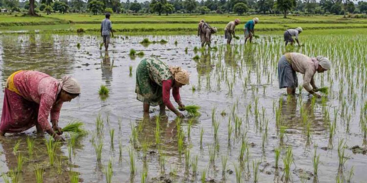 छत्तीसगढ़ में 69% खरीफ बोनी पूरी, किसानों को 9.22 लाख मीट्रिक टन खाद और 4.12 लाख क्विंटल बीज वितरित